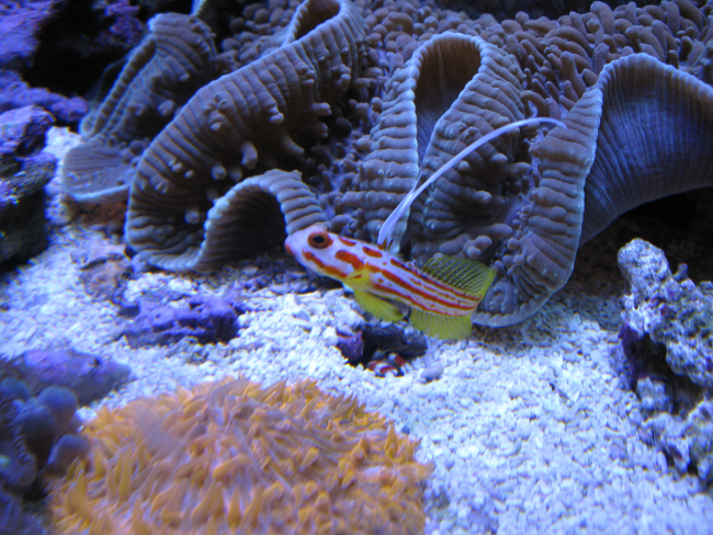  Stonogobiops yasha (Red-stripped Goby)